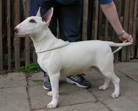 Bullterrierr Strong Stael Sharm Bavaria